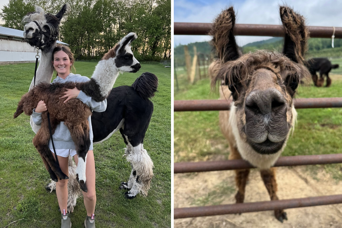 agritourism business owner tends to her llama farm