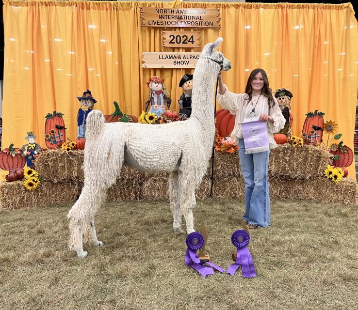 young woman posed with llama after a livestock competition