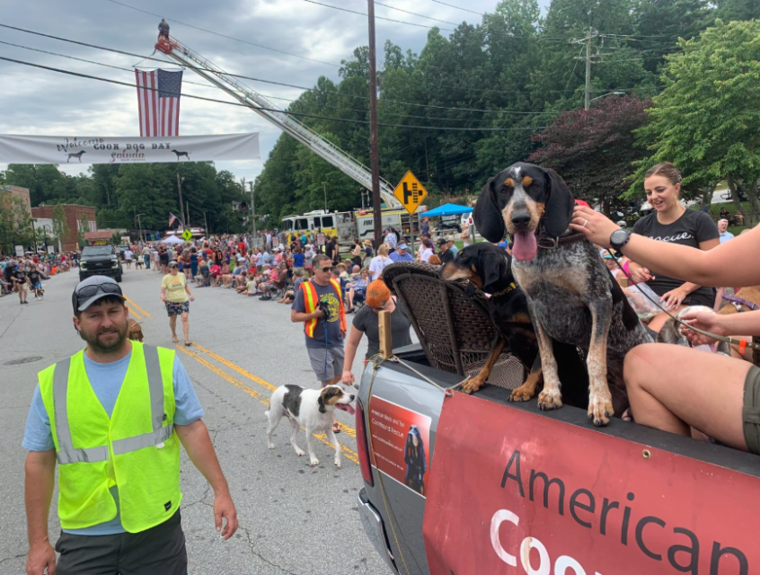People walk alongside dogs in a street parade