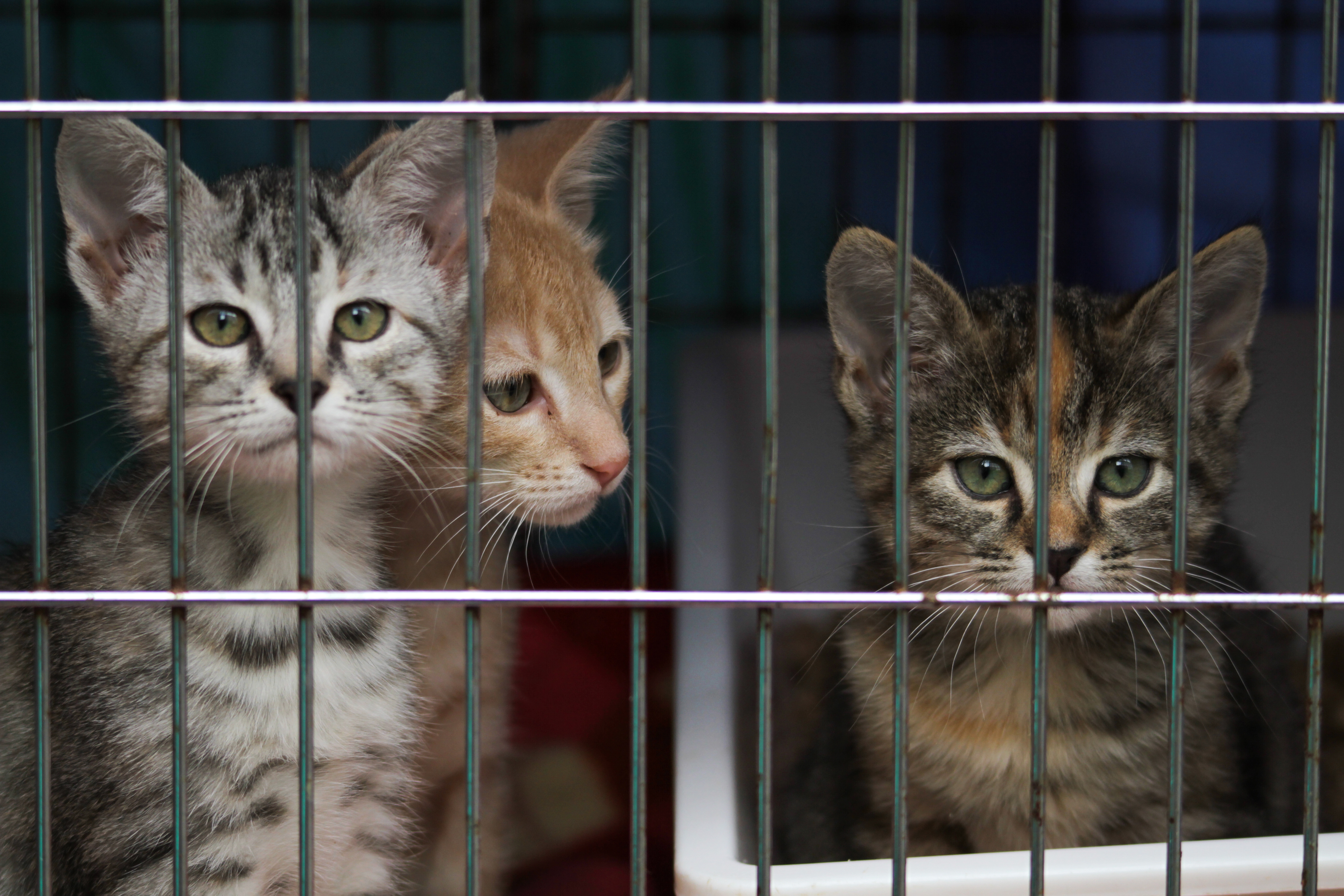 Cats in a crate