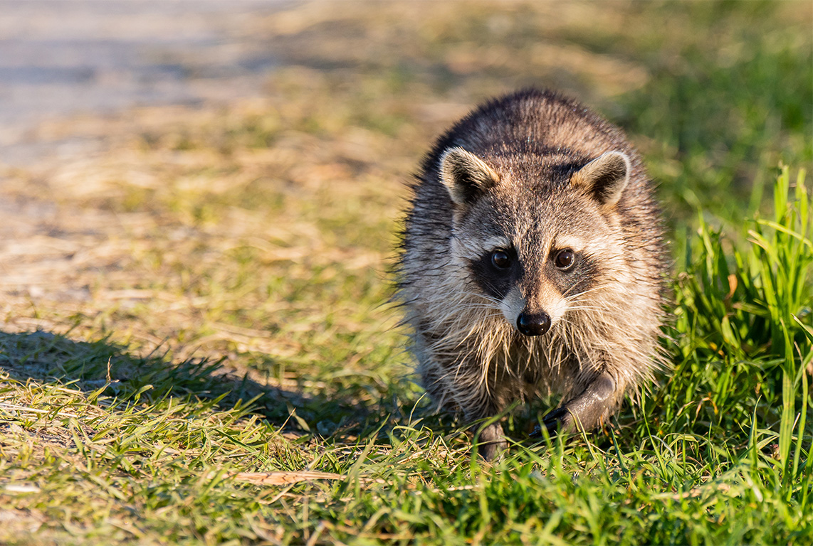 Guilford County Confirms Eighth Case of Animal Rabies in 2025