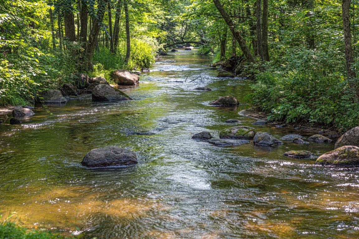 Image of a creek with trees and rocks