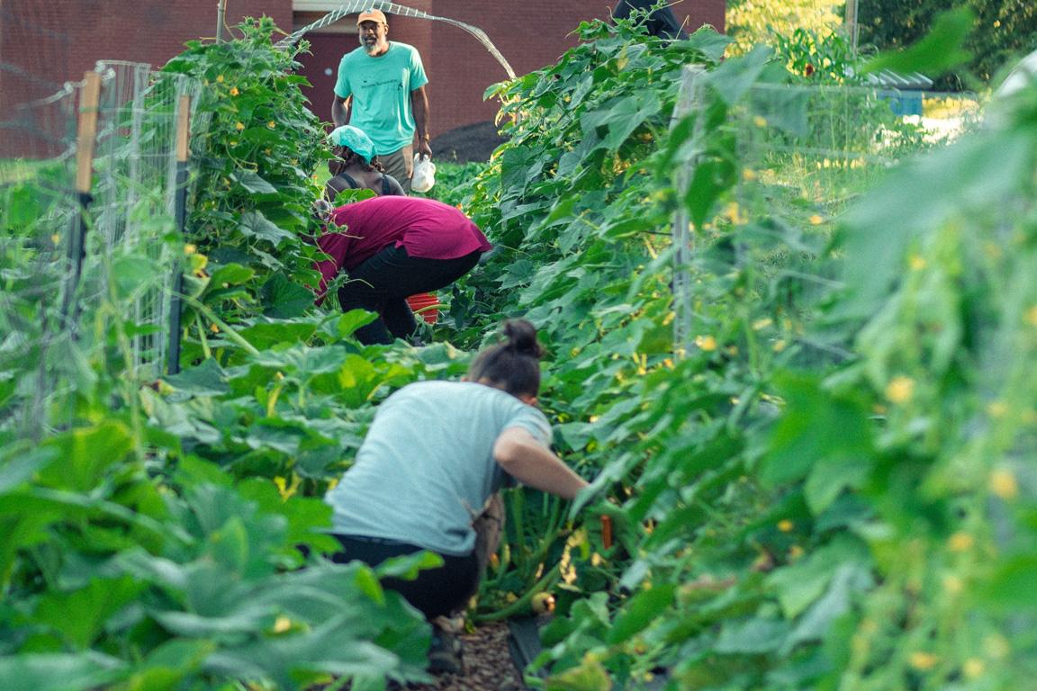 Volunteers harvesting vegetables at Peaceful Seeds Urban Farm.