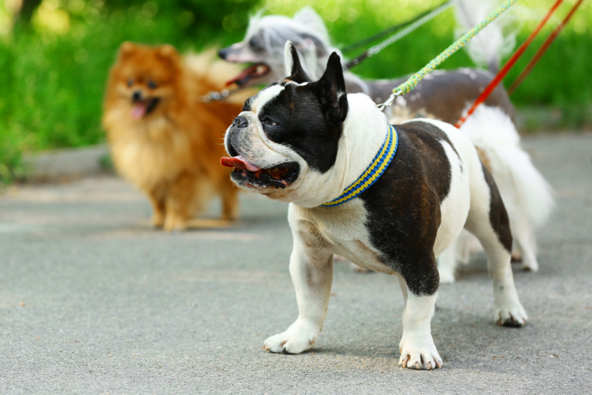 Three dogs on leashes stroll together in the park, enjoying a leisurely walk with their owner.