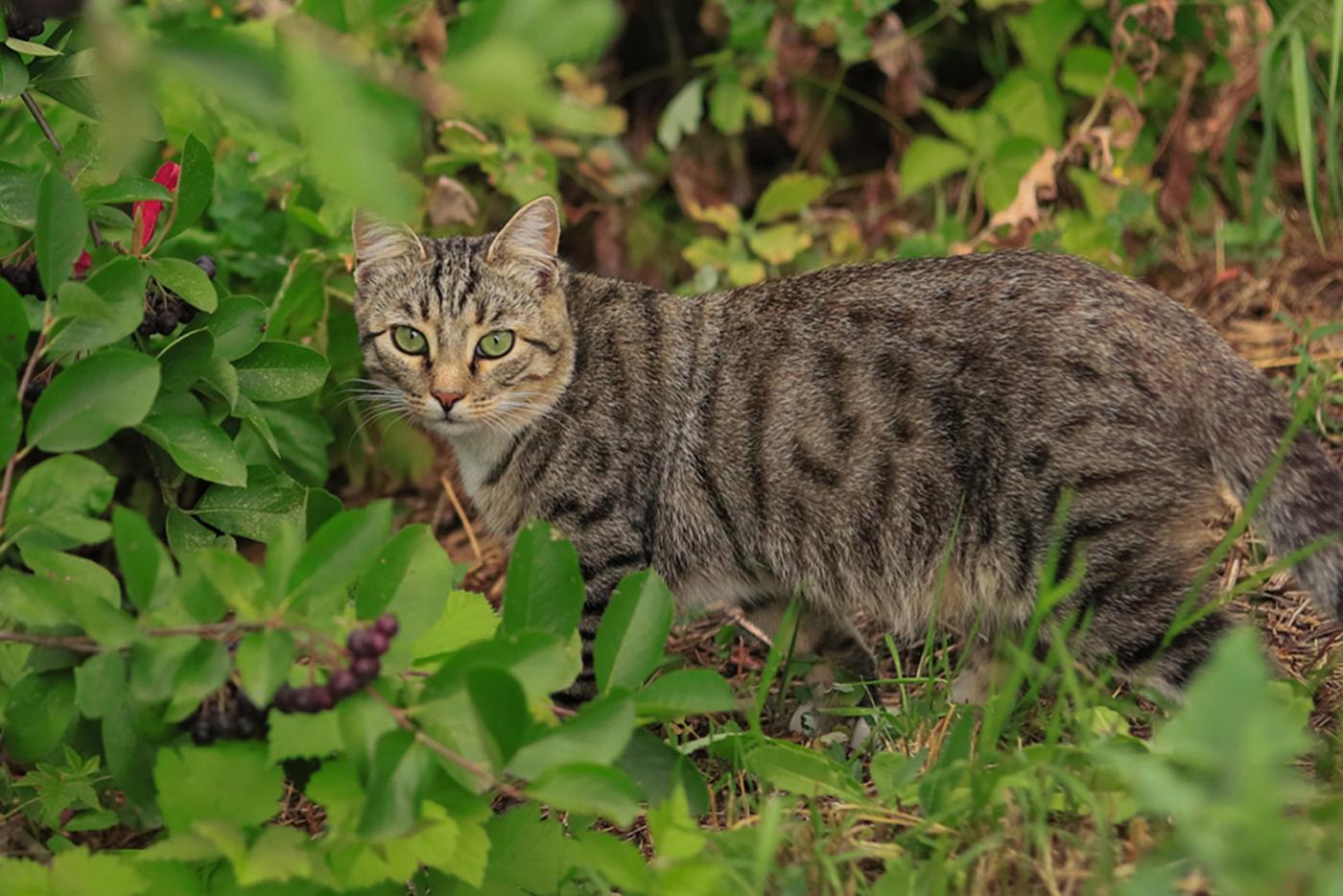 Gray tabby cat roaming outside.