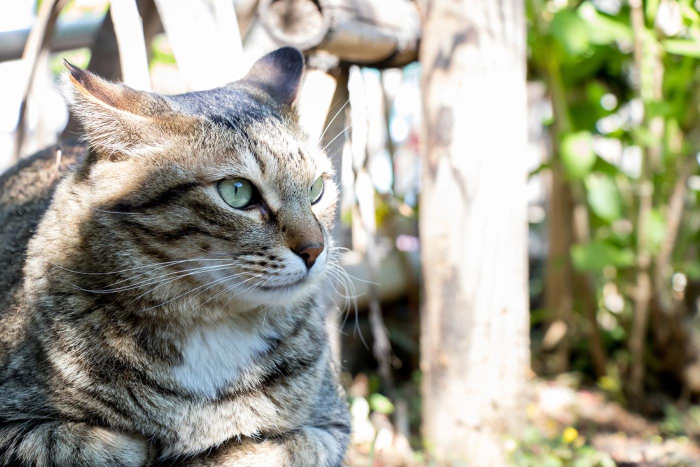 Gray tabby cat sitting outside.