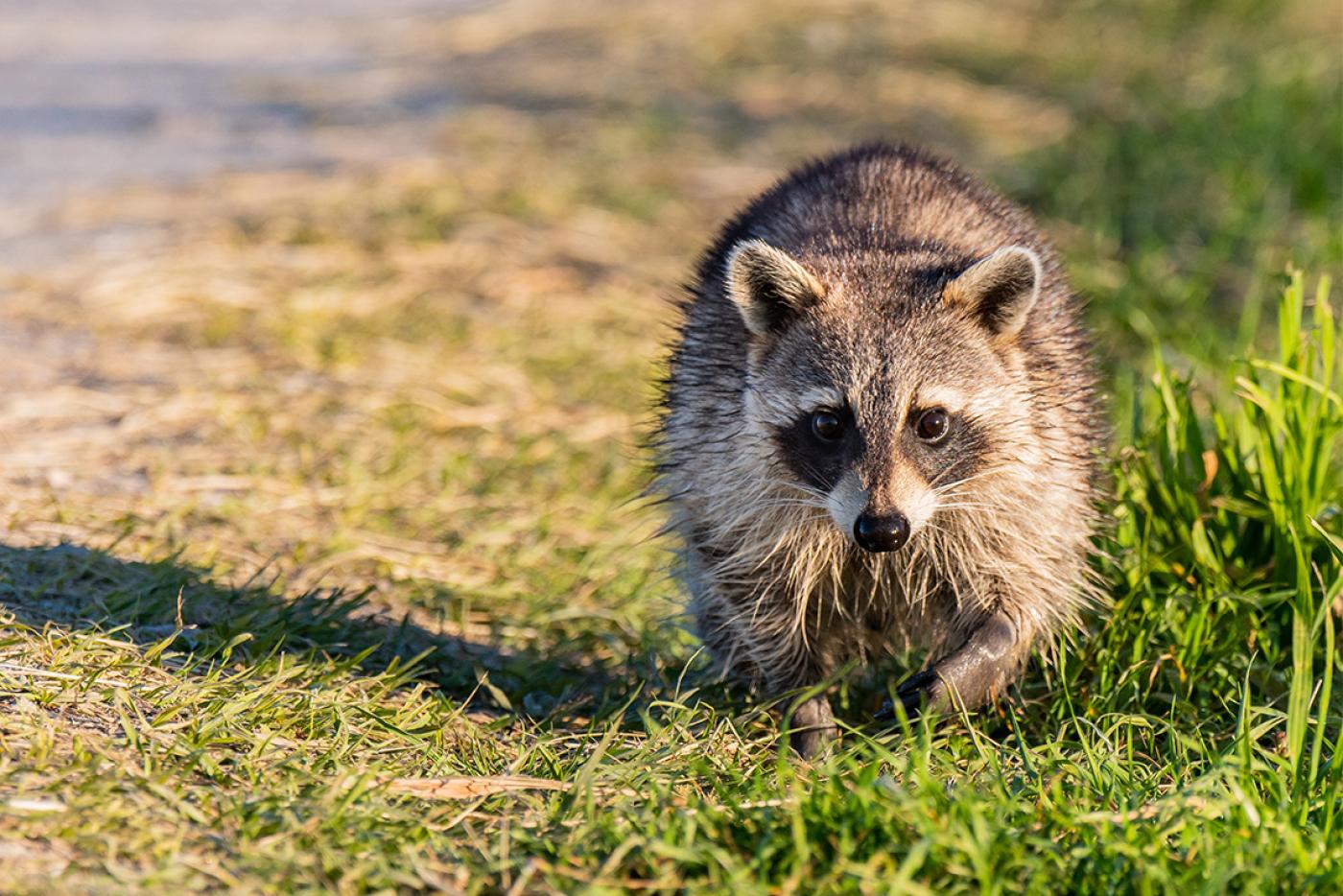 A raccoon roaming on the side of a road.