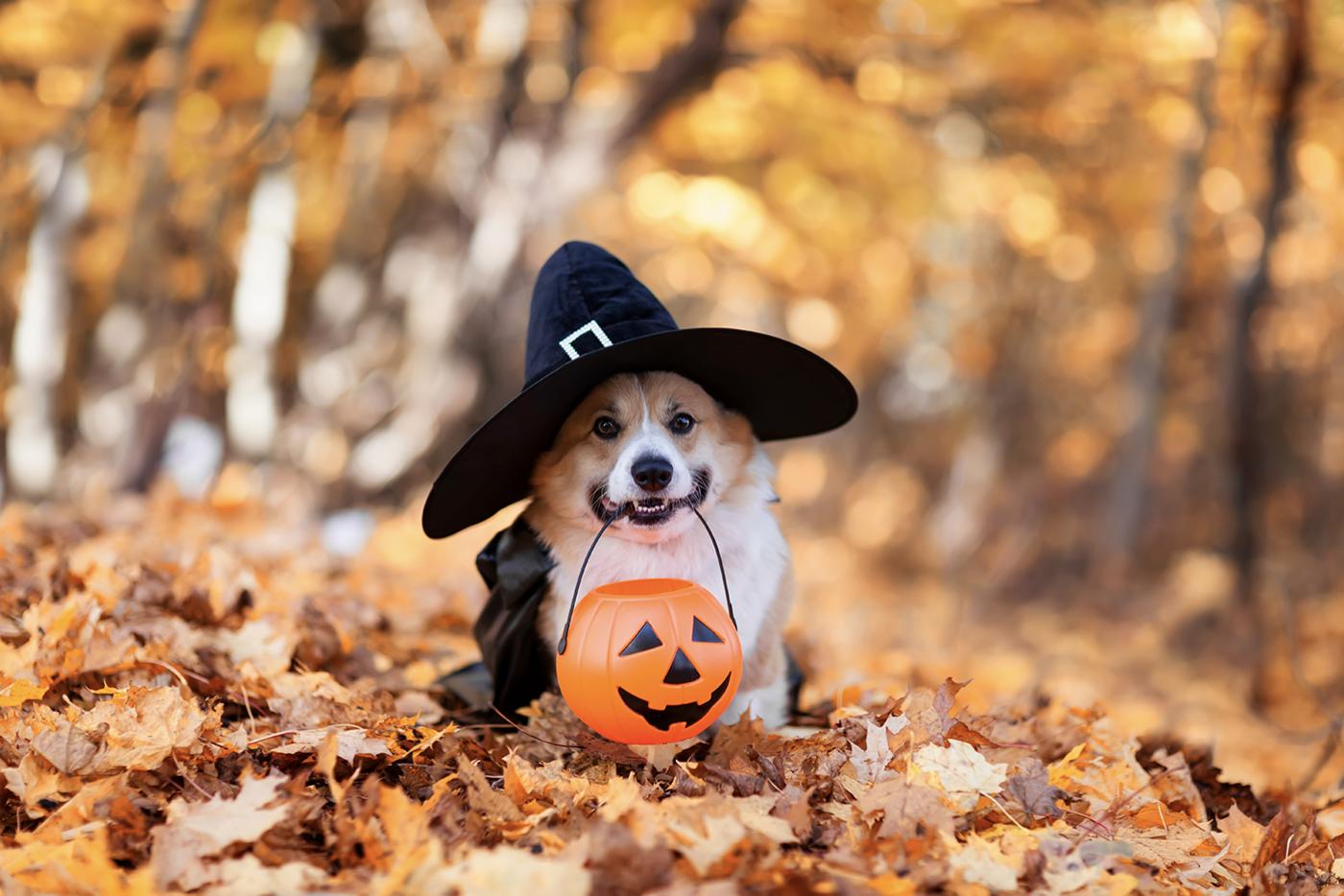 Corgi dog walking in leaves, with pilgrim style hat and holding a plastic pumpkin jack-o-lantern treat container.