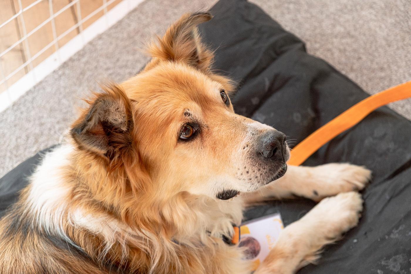 A medium-sized, mixed-breed dog with a golden-brown coat and white markings rests on a black mat.