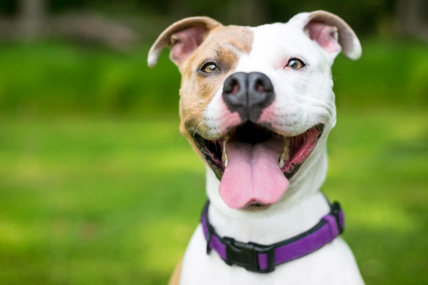 A happy brown and white Pit Bull Terrier mixed breed dog with a huge smile.