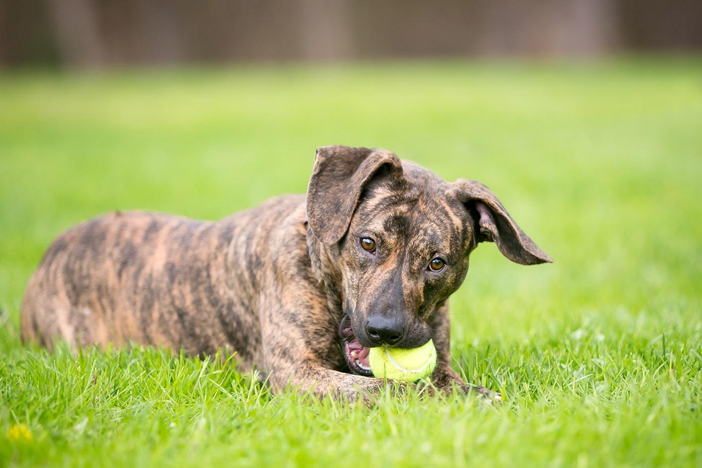 A playful brindle mixed breed dog lying in the grass and chewing on a tennis ball.