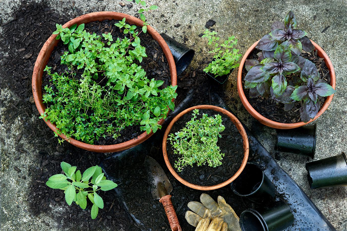 Overhead view of freshly planted herbs growing in container garden pots.