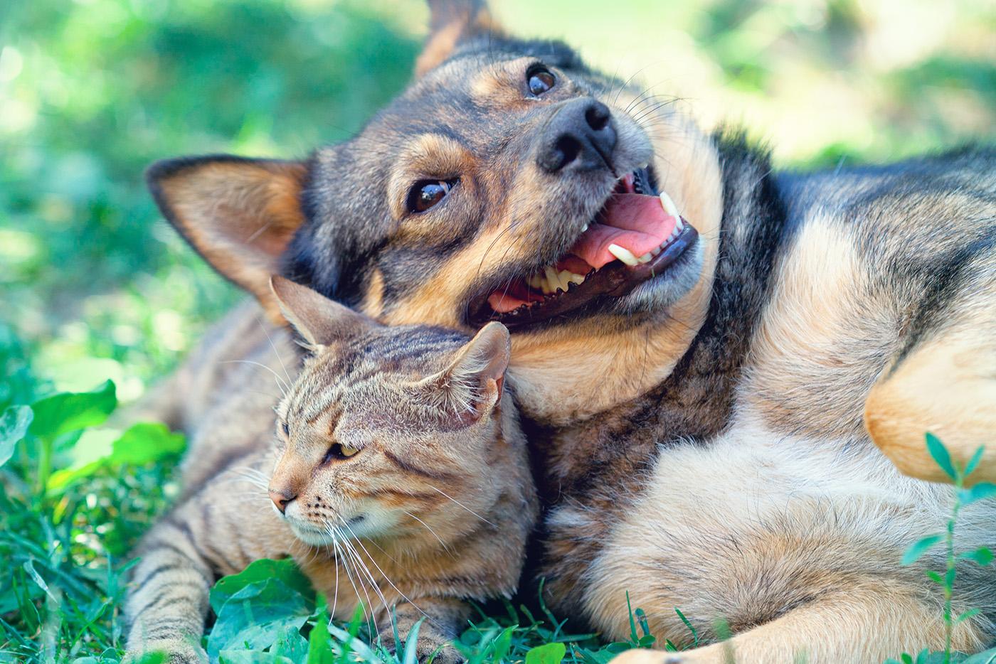Dog and cat lying contently outside in the grass.