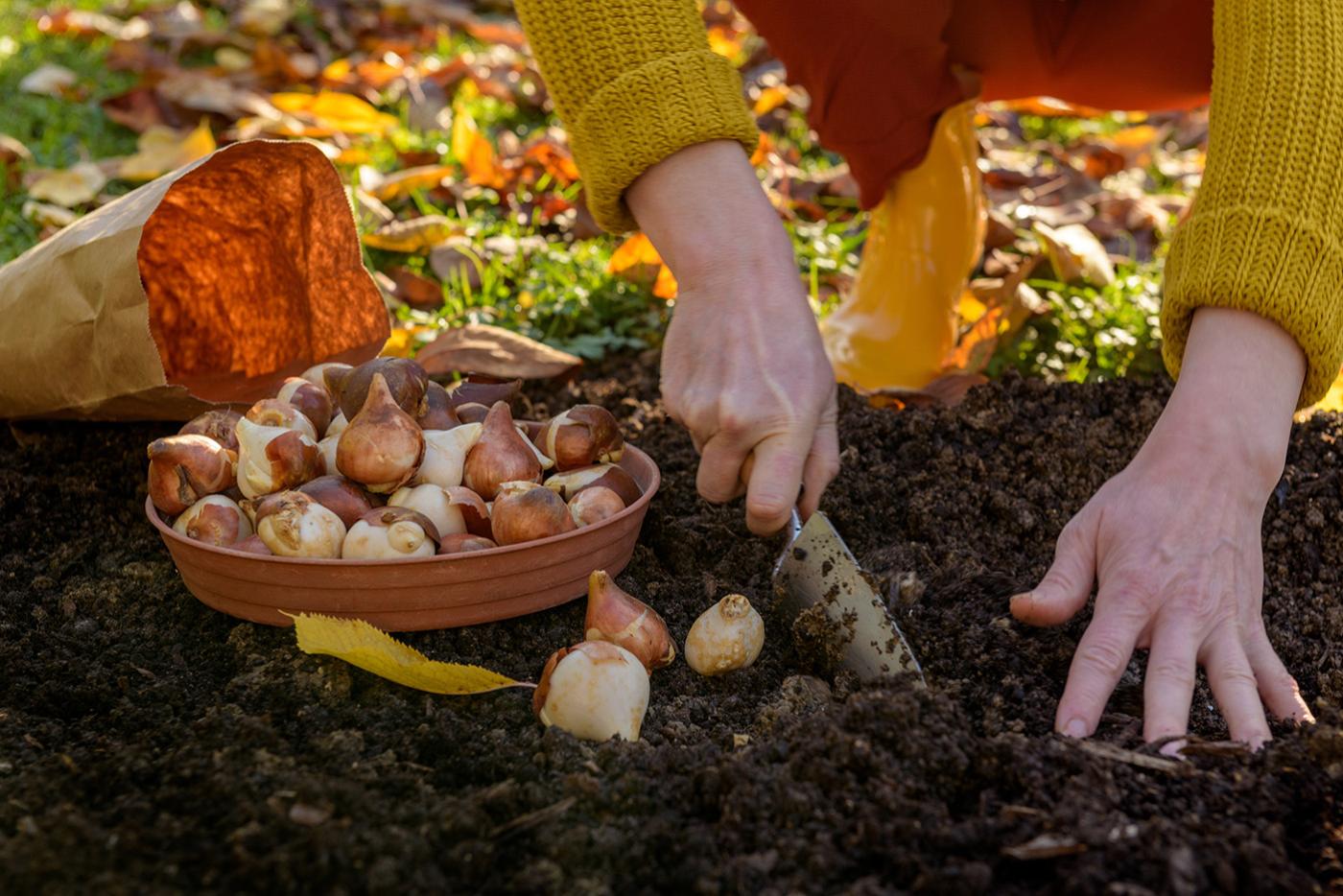 Woman planting tulip bulbs in a flower bed during a beautiful sunny autumn afternoon.