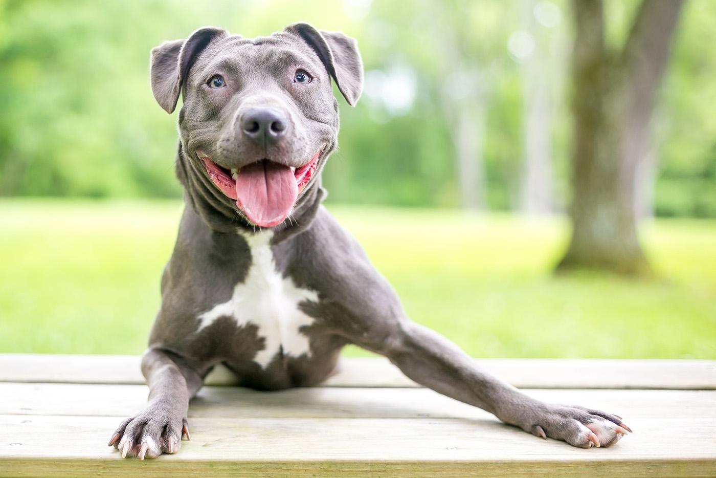 Terrier pitt bull mixed breed.
