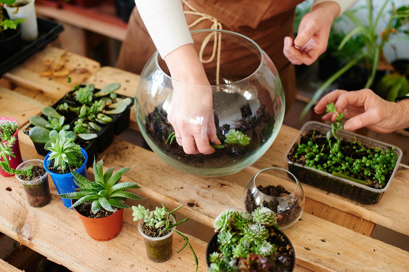 Woman making a mini terrarium with small house plants.