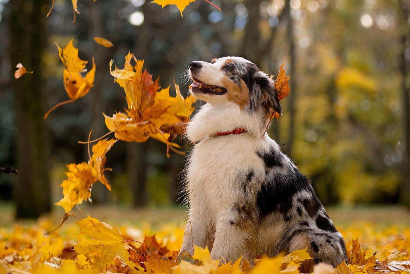 Australian shepherd dog in a pile of maple leaves with leaves flying around it.