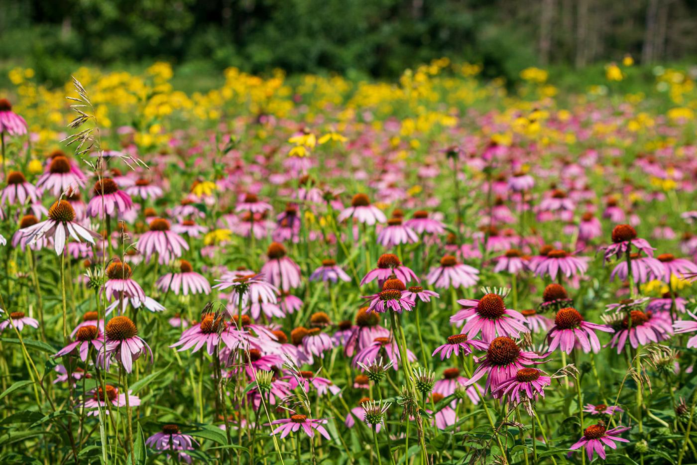 A field of purple and yellow wildflowers on a sunny day.