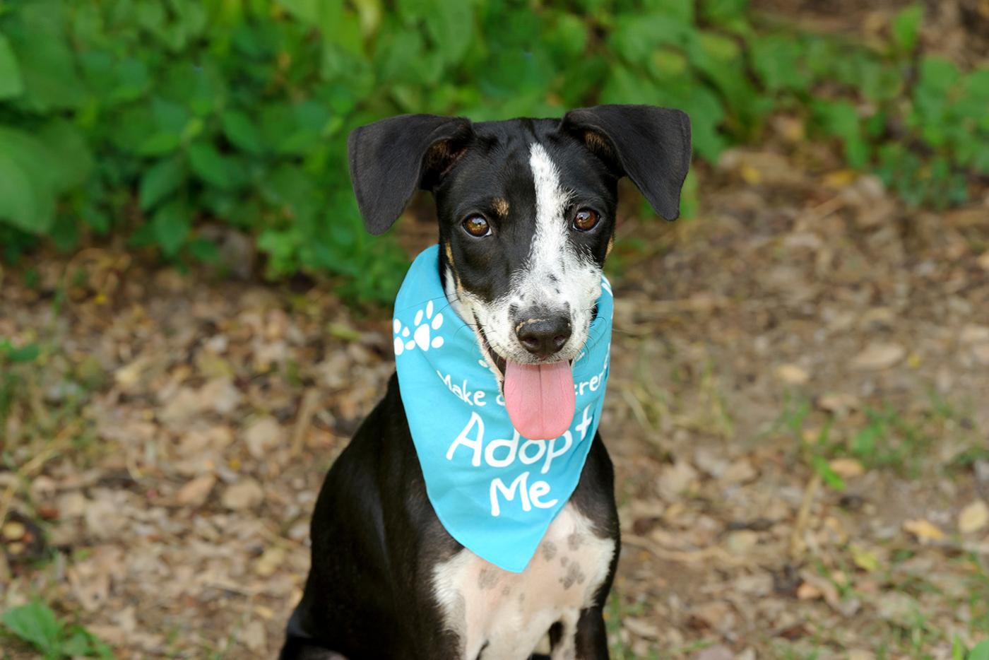 Cute black and white dog wearing a light blue bandana with the words "Adopt Me".