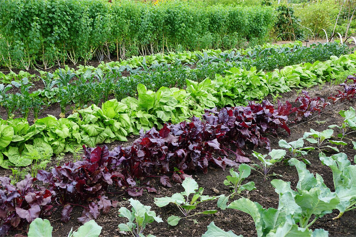 Organic vegetable garden with rows of lettuces and other leafy vegetables.