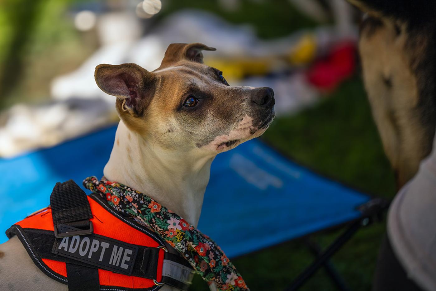 Cute tan and light brown pup at an animal adoption event.