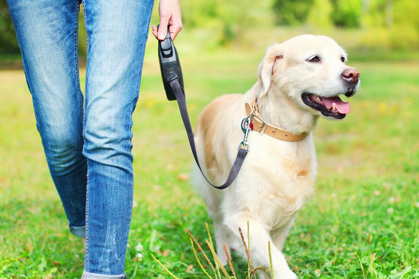 Someone walking their golden retriever in the grass.