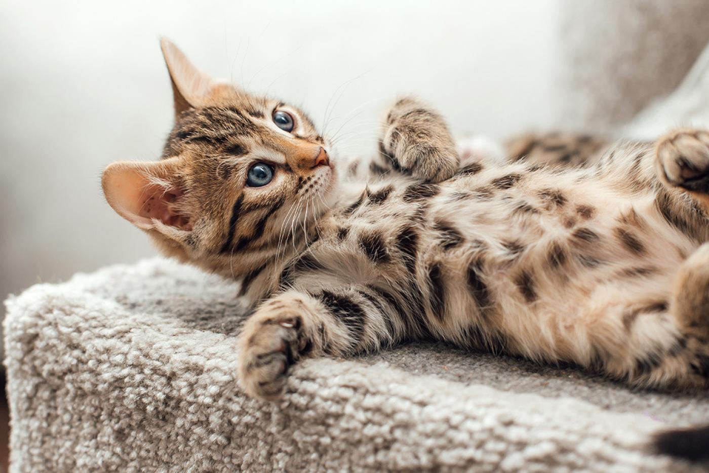 Cute spotted kitten laying on a soft shelf of a cat's house.