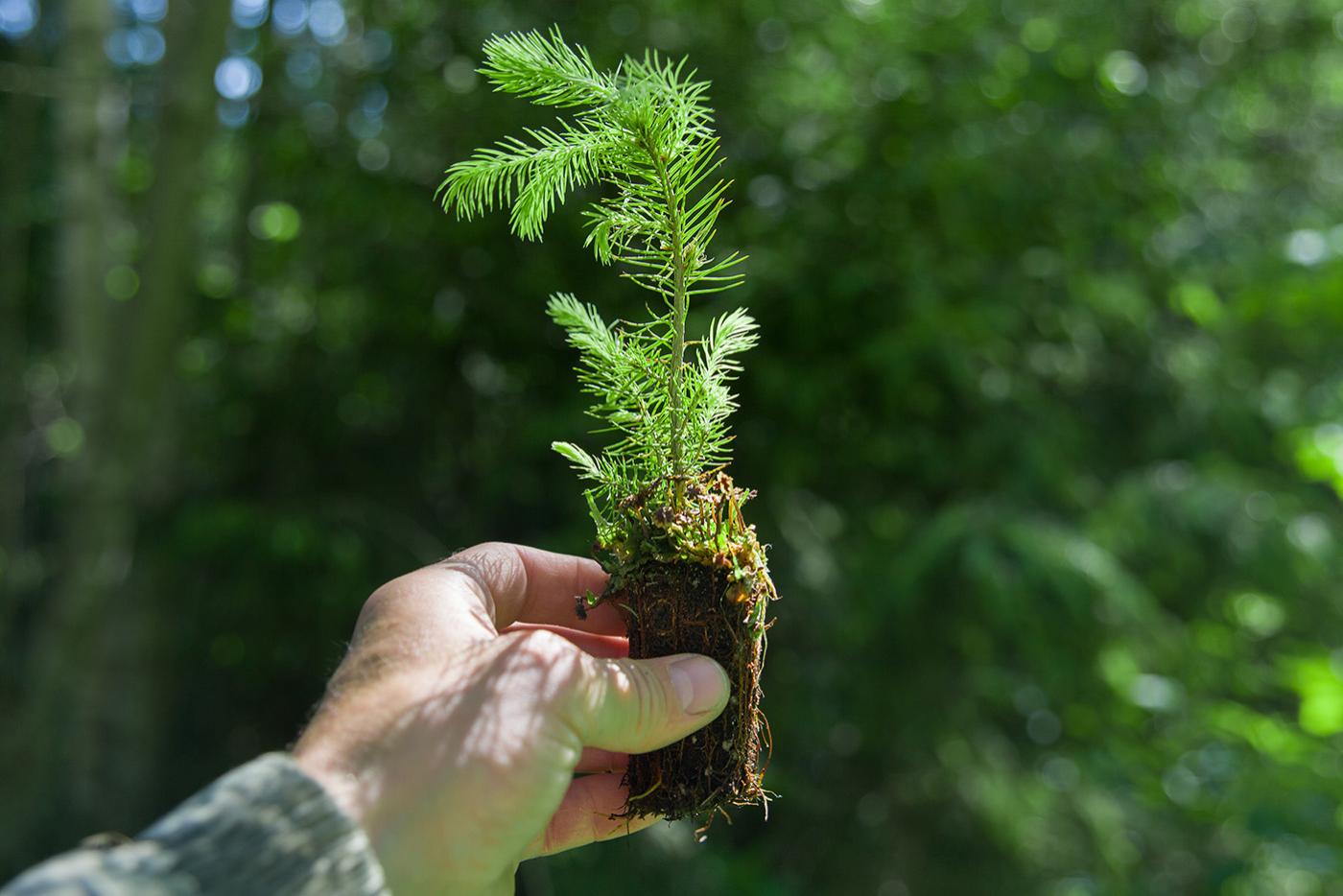 A hand holding a small pine tree seedling outside in the sunlight, with a wooded area in the background.