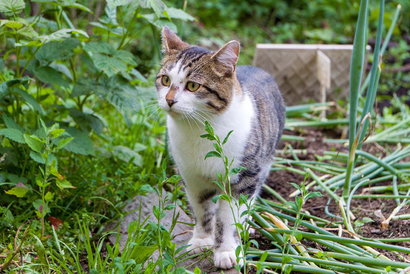 A stray cat with white chest and face, and brown and gray stripes on back and head.