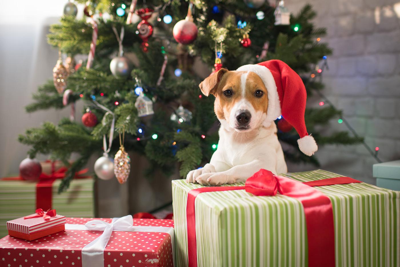 Small terrier dog wearing a Santa hat, sitting under a Christmas tree with presents.