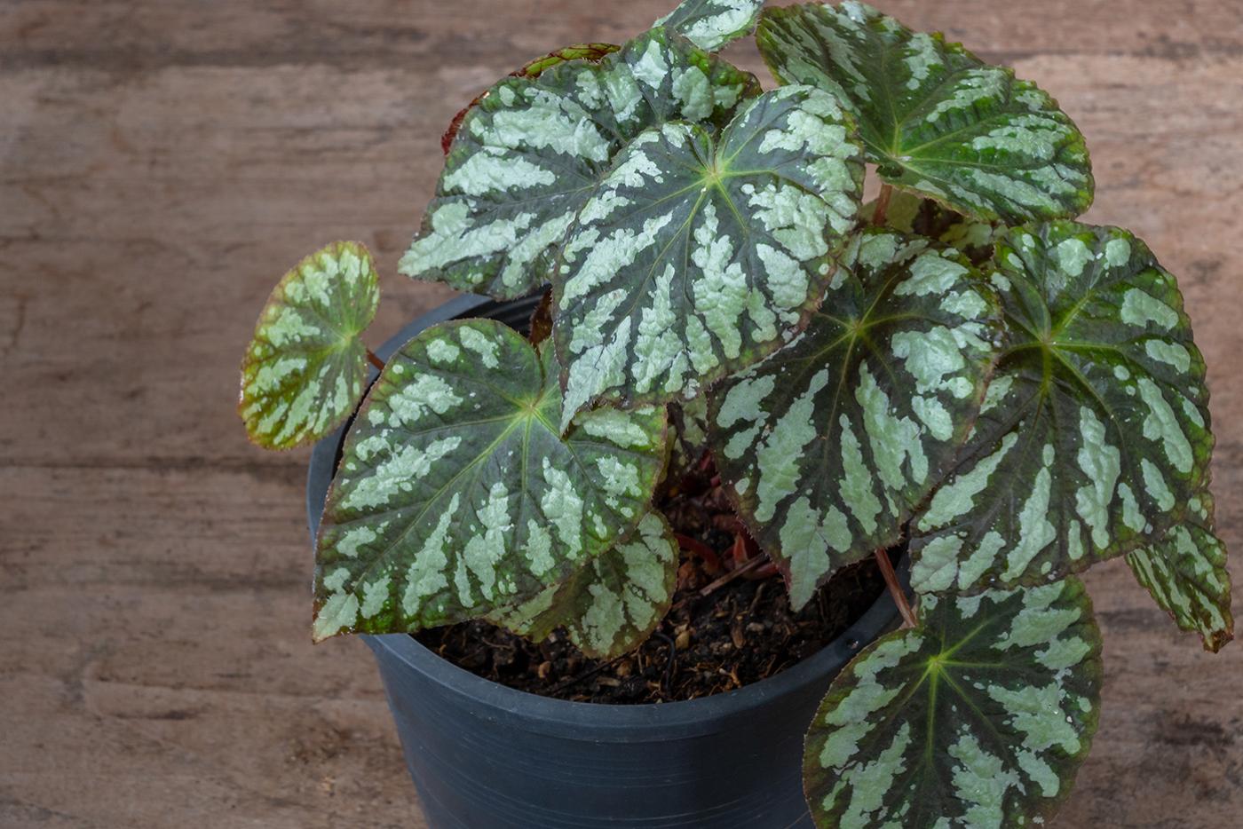A green and light green leafed potted begonia on a wooden surface.