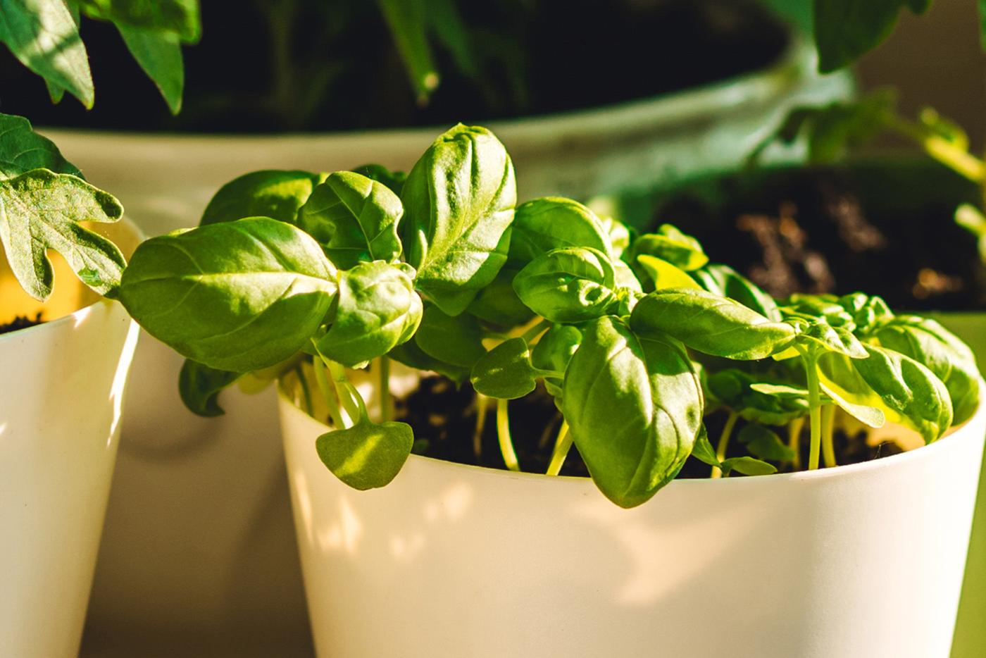 Close up of a green, leafy container plant being grown by a gardener.