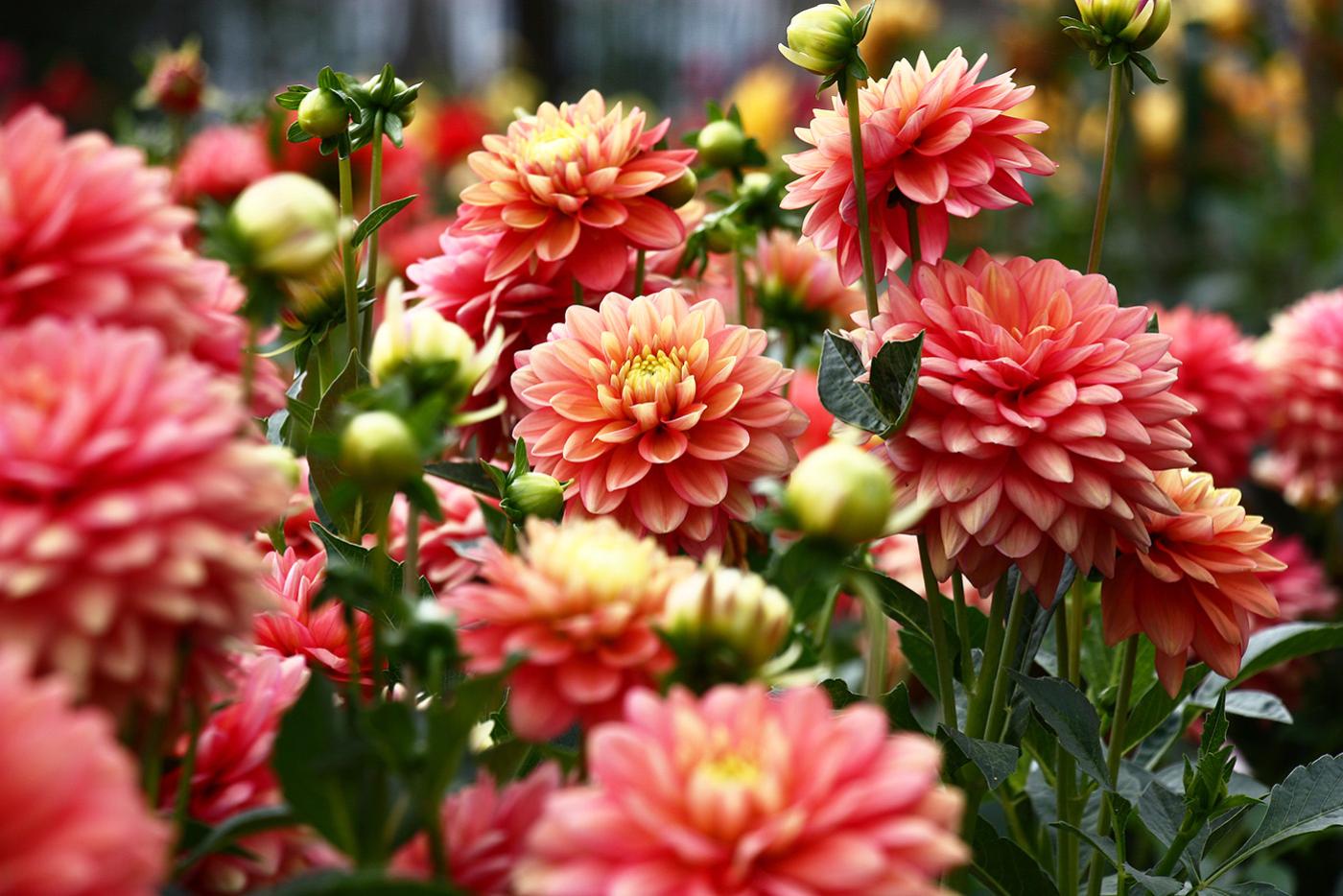A flower bed of dahlias with pink tone petals.