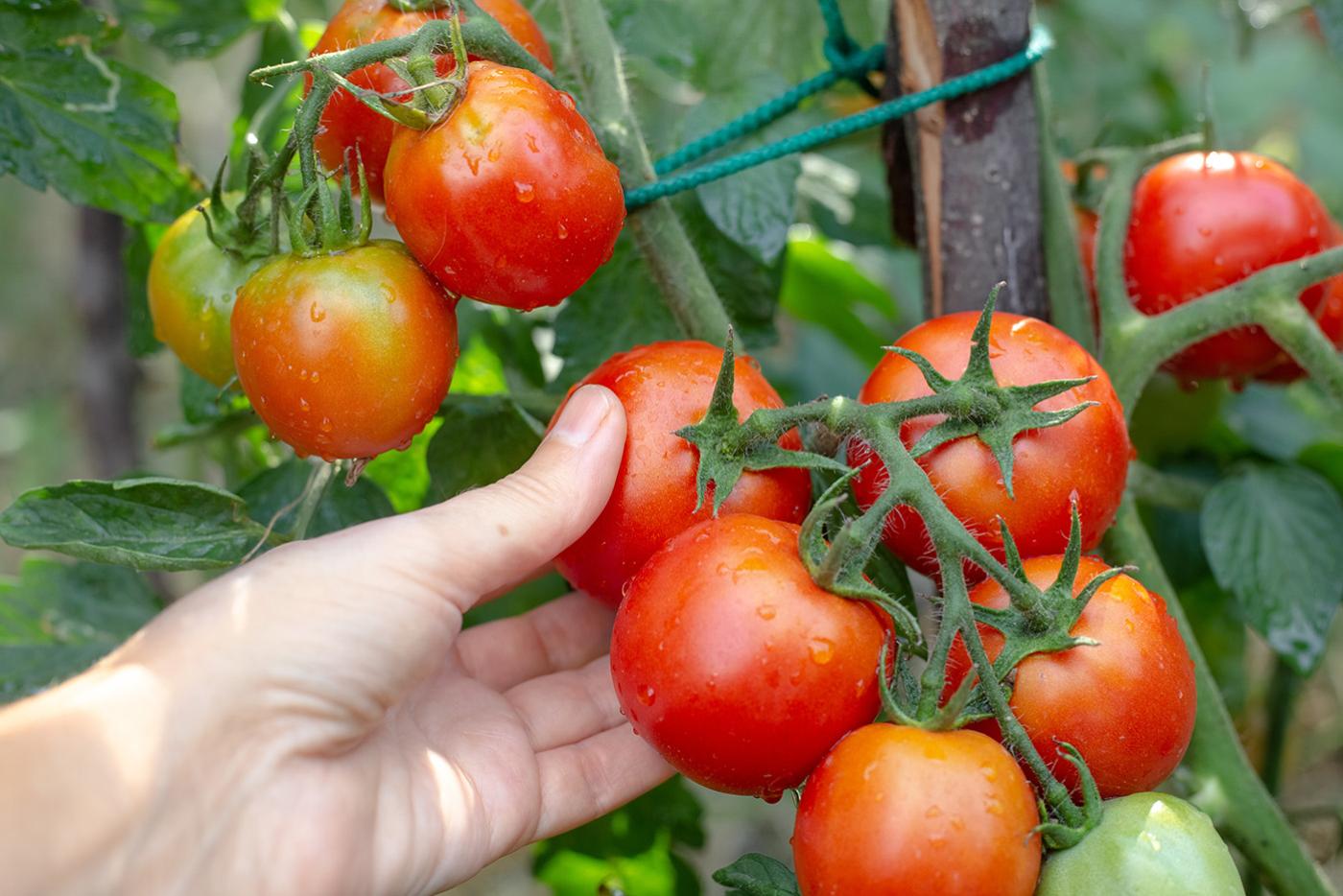 A hand picking fresh garden tomatoes from a vine on a sunny day.