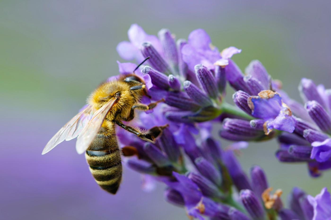 A honeybee collecting nectar from lavender flower.