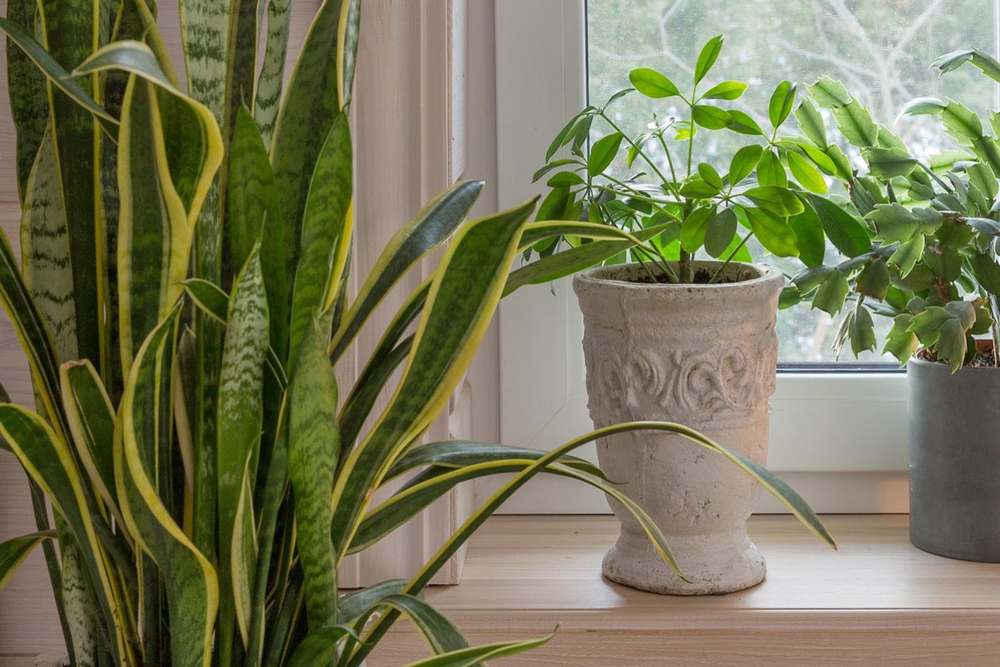 Potted green leaf houseplants near a sunny window.