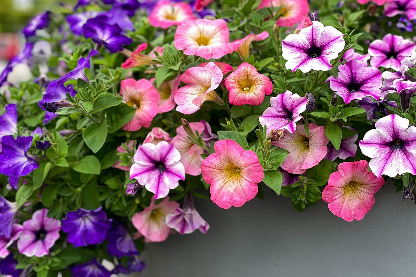 Purple, pink, and white petunias potted in an outside container.