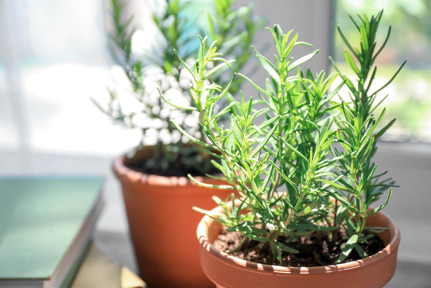 Potted rosemary plant sitting on a sunlit counter in a kitchen.