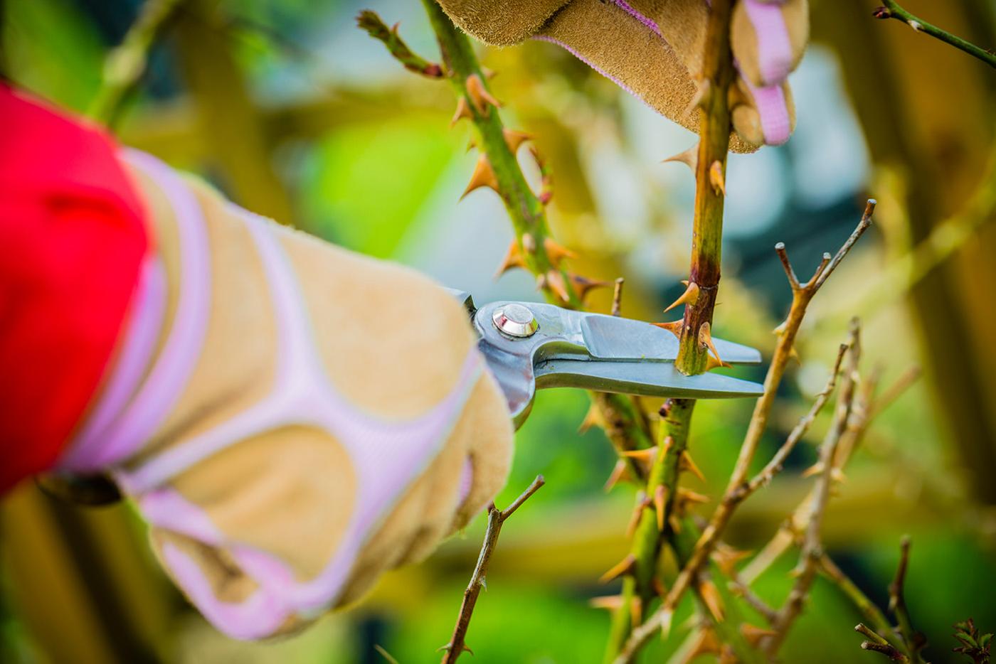 Close up of gardener's glove and pruning shears pruning a rose bush.