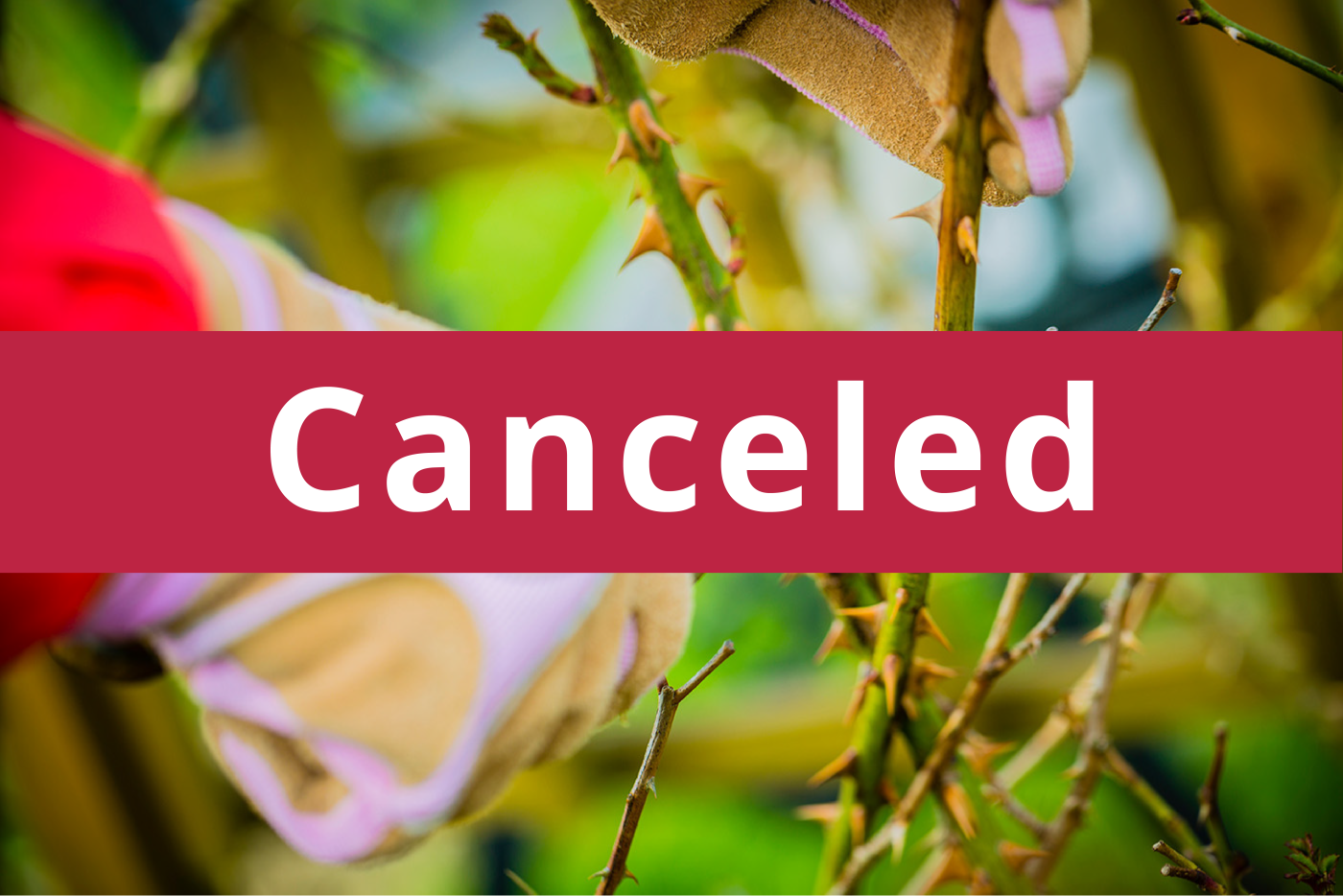 Red banner with canceled notice, over background close up of gardener's glove and pruning shears pruning a rose bush.