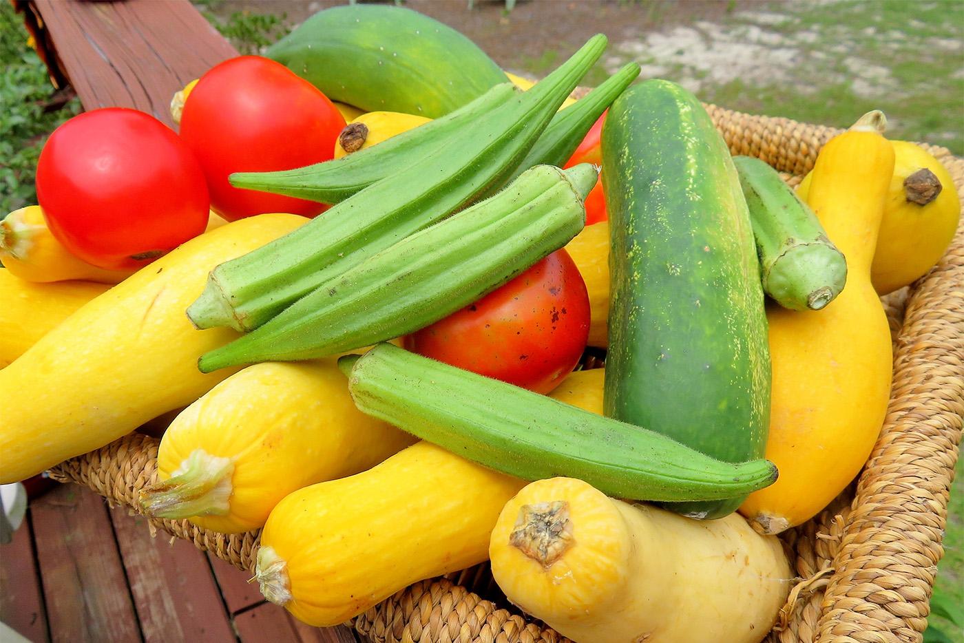A basket of summer vegetables including yellow squash, tomatoes, cucumbers, and okra.