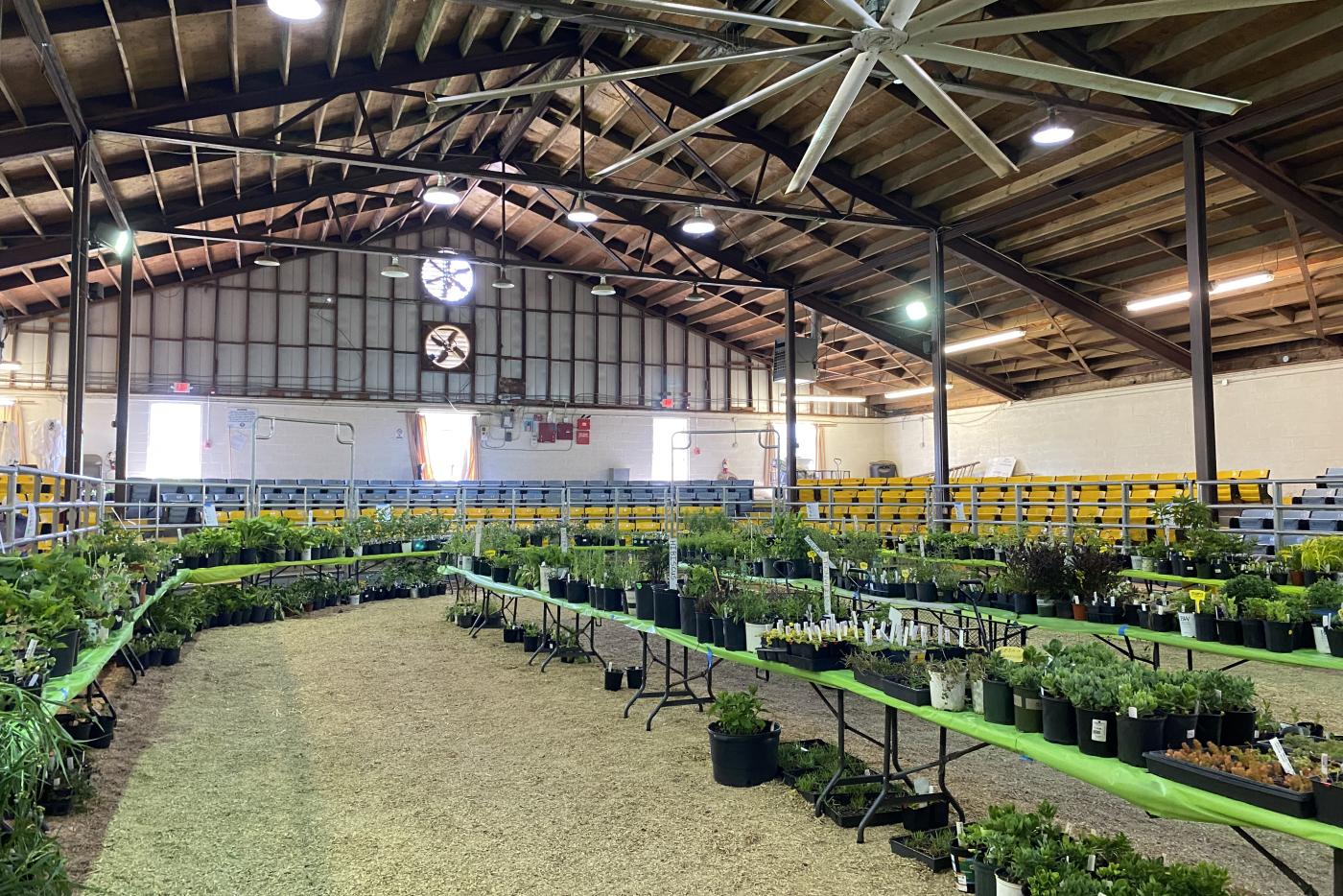 Plants at a plant sale