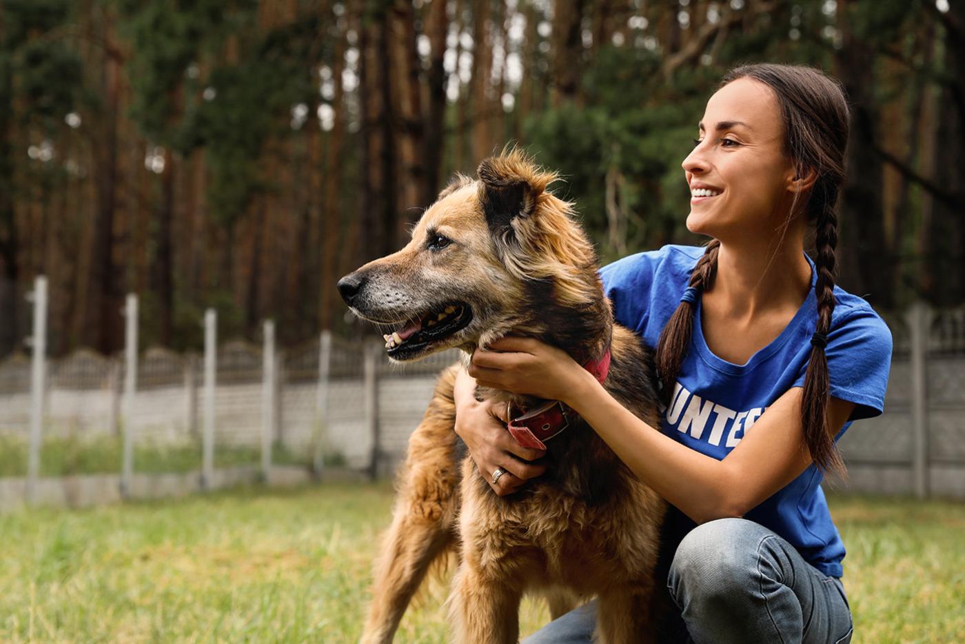 A friendly, large dog with medium length brown fur being hugged by an animal service volunteer.