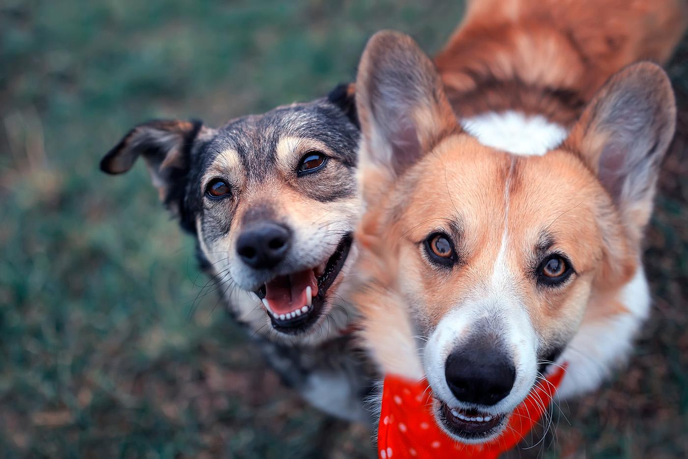 Two cute, happy dogs sit side by side on the green spring grass and look up to their owner.