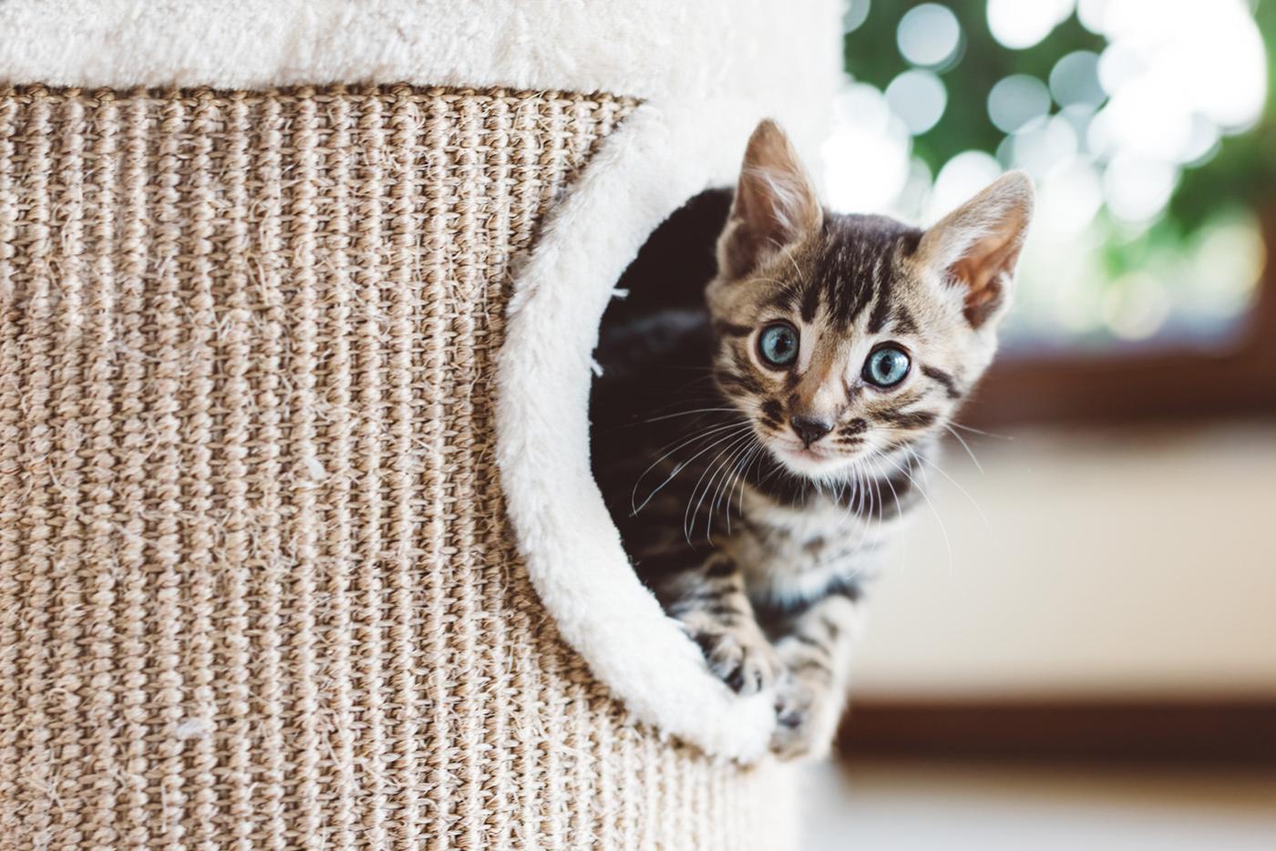 Young striped Bengal kitten at play in cat tree.