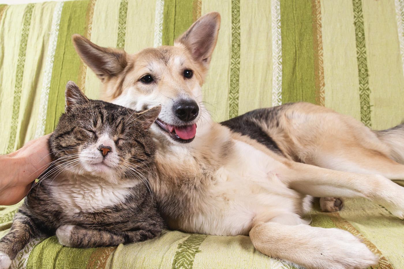 Smiling dog and content cat lying next to each other on a light green striped couch.