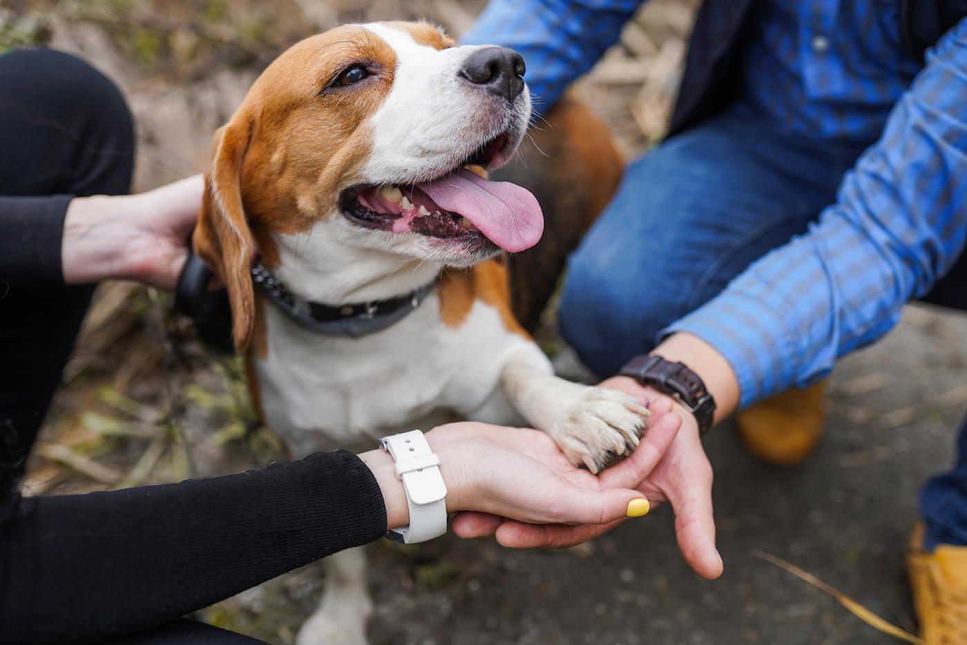 Smiling beagle with paw placed in the hands of two people kneeling on each side.