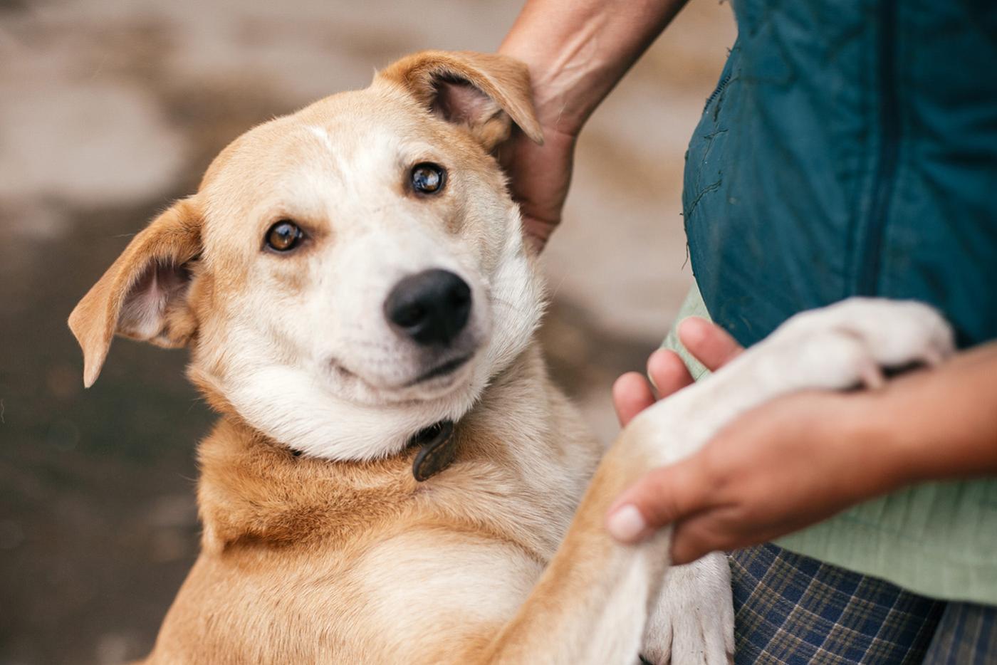 Friendly tan and white dog with his paw in someone's hand.