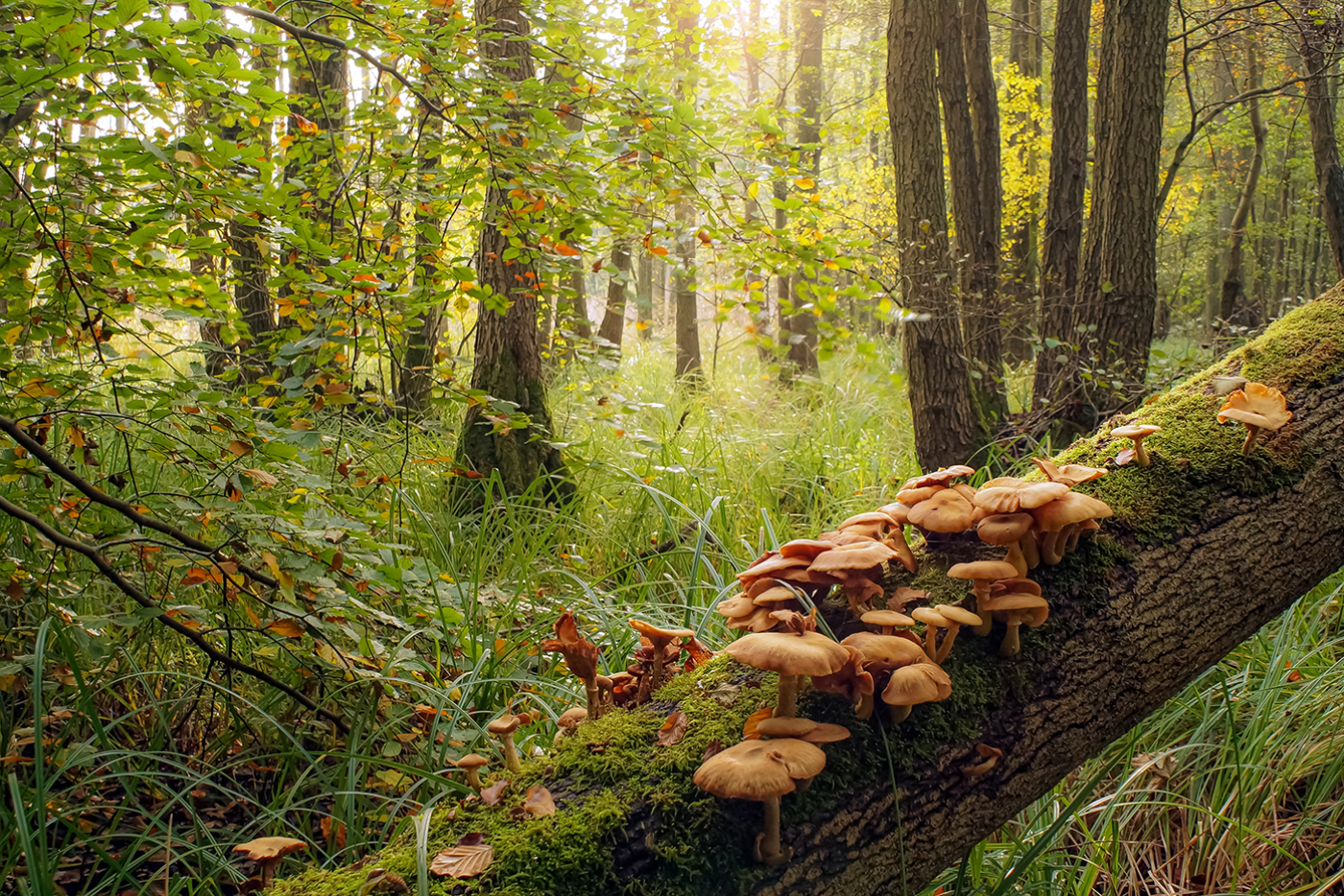 A fallen tree with moss and mushrooms in a sunny autumn forest.