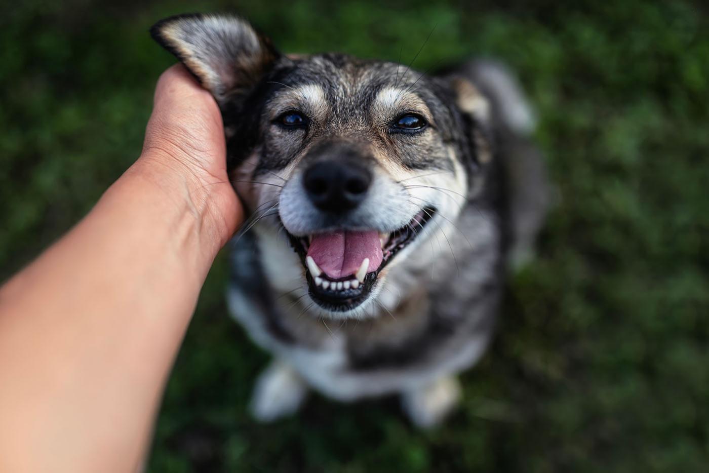 A man's hand petting behind the ear of a cute, friendly, smiling dog on the grass in a yard in spring.